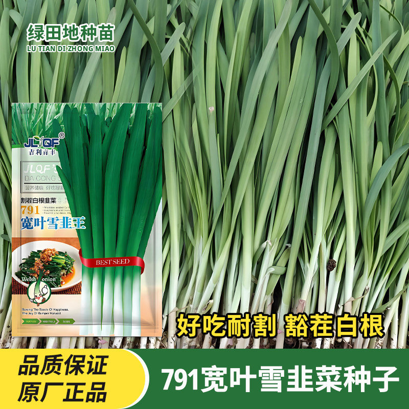 791宽叶雪韭王韭菜种子