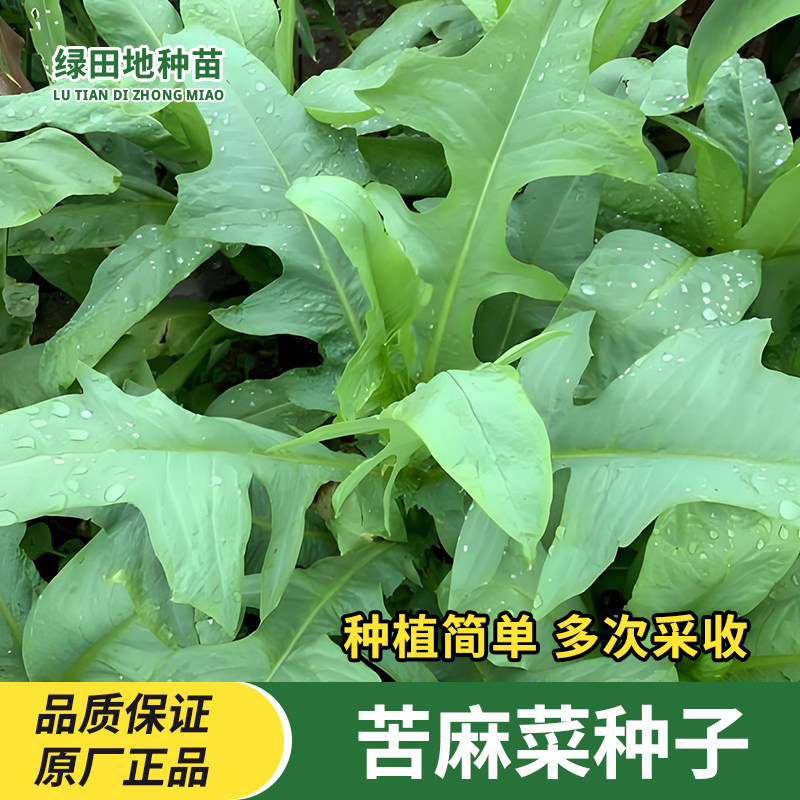 苦荬菜苦麻菜种子盆栽地栽易种植