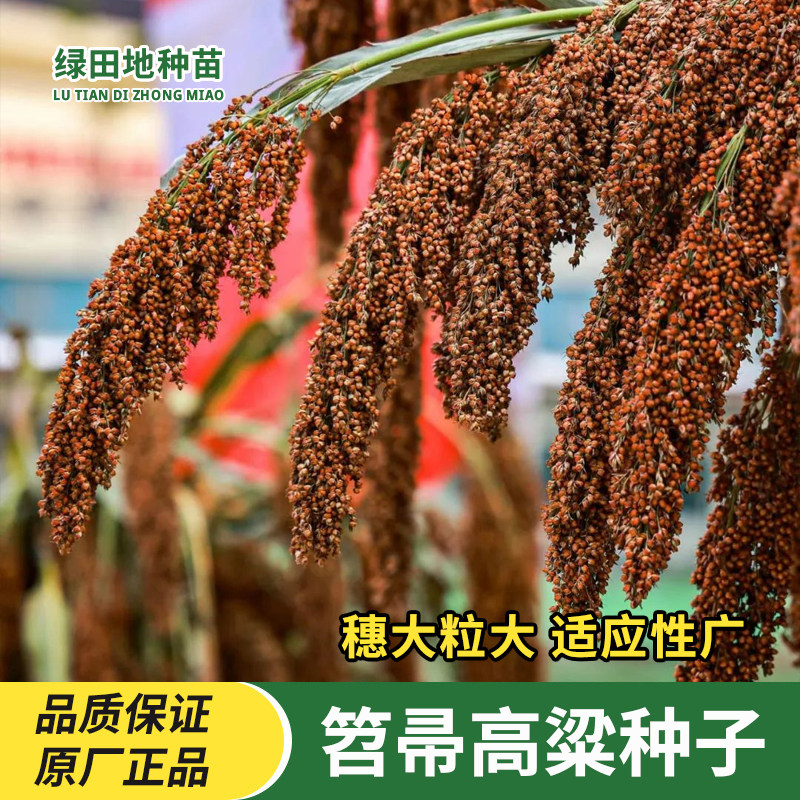 笤帚种子扫帚红高粱种籽