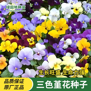 三色堇花种子食用小角堇冬天四季不断盆栽花籽室外猫儿脸花卉种子