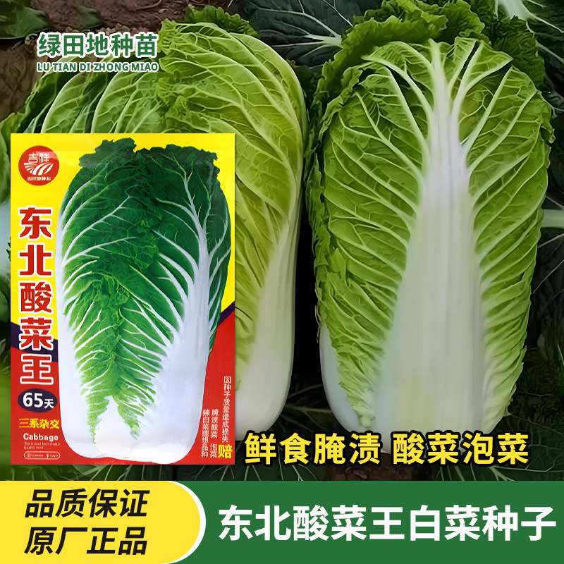 吉祥东北酸菜王白菜种子