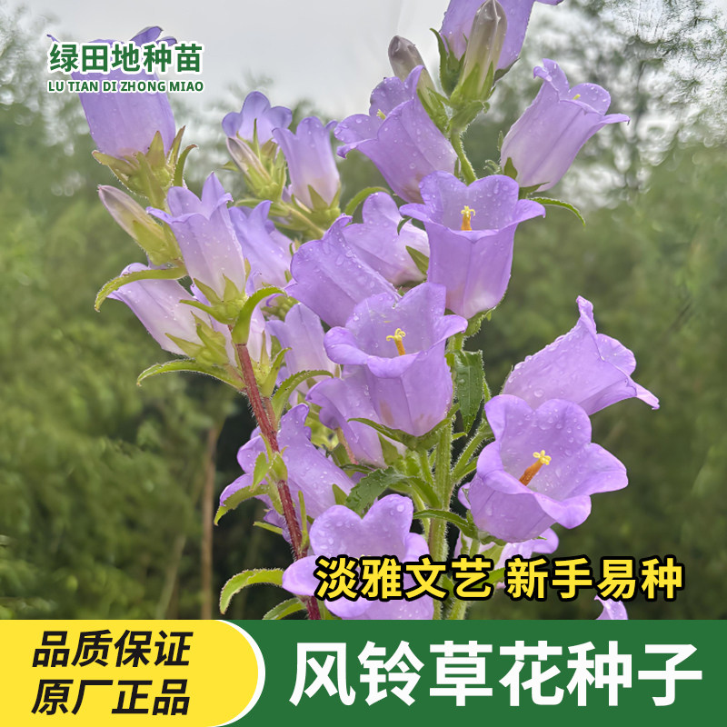 风铃草花种子鲜花种子