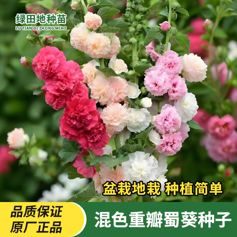 混色蜀葵种子重瓣复花瓣