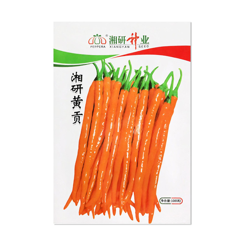 湘研黄贡椒种子辣椒种子
