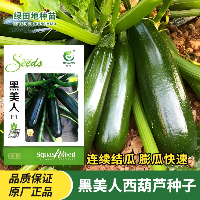 赫翔黑美人长西葫芦种子