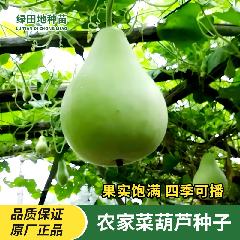 可食用菜葫芦种子观赏食用
