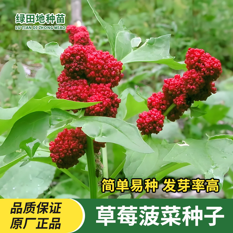 草莓菠菜种子球花藜豆荚藜