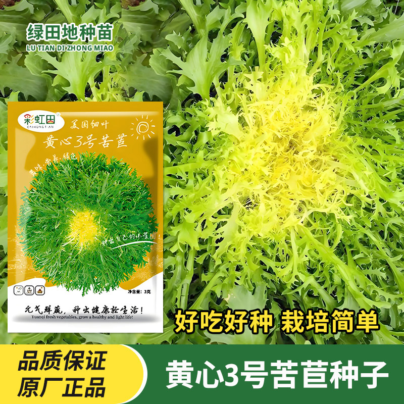 黄心3号苦苣种子苦菊种孑狗牙生菜苦菜种籽四季庭院田园蔬菜种子