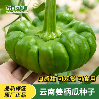 云南姜柄瓜种子观赏食用