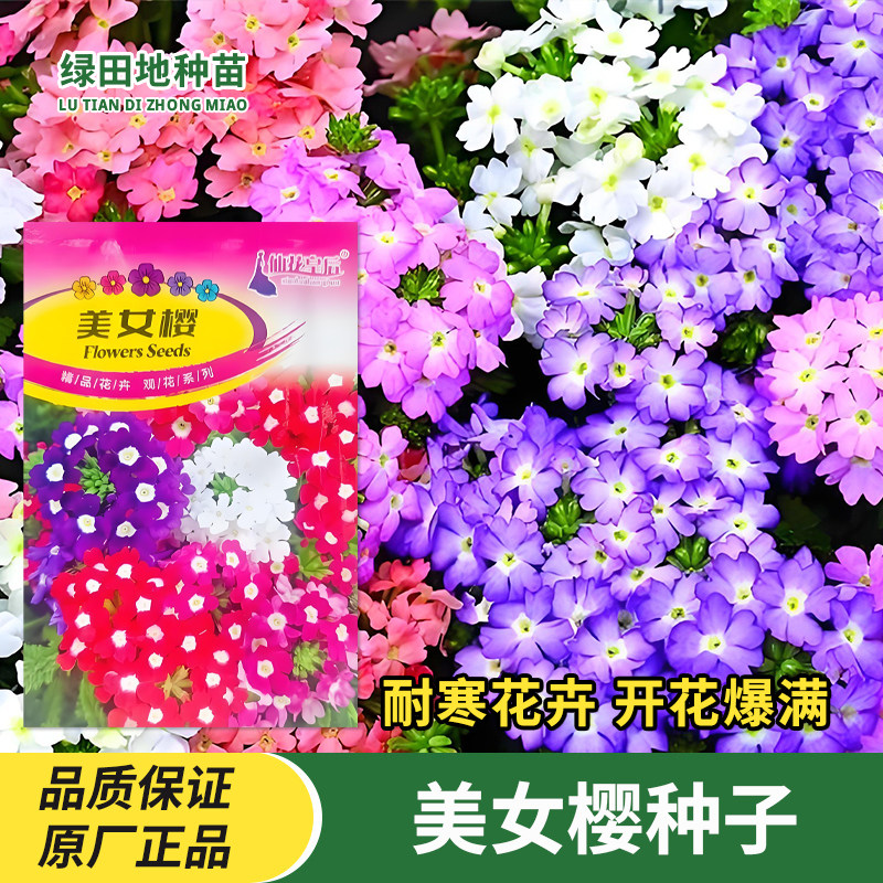 美女樱种子四季鲜花种子