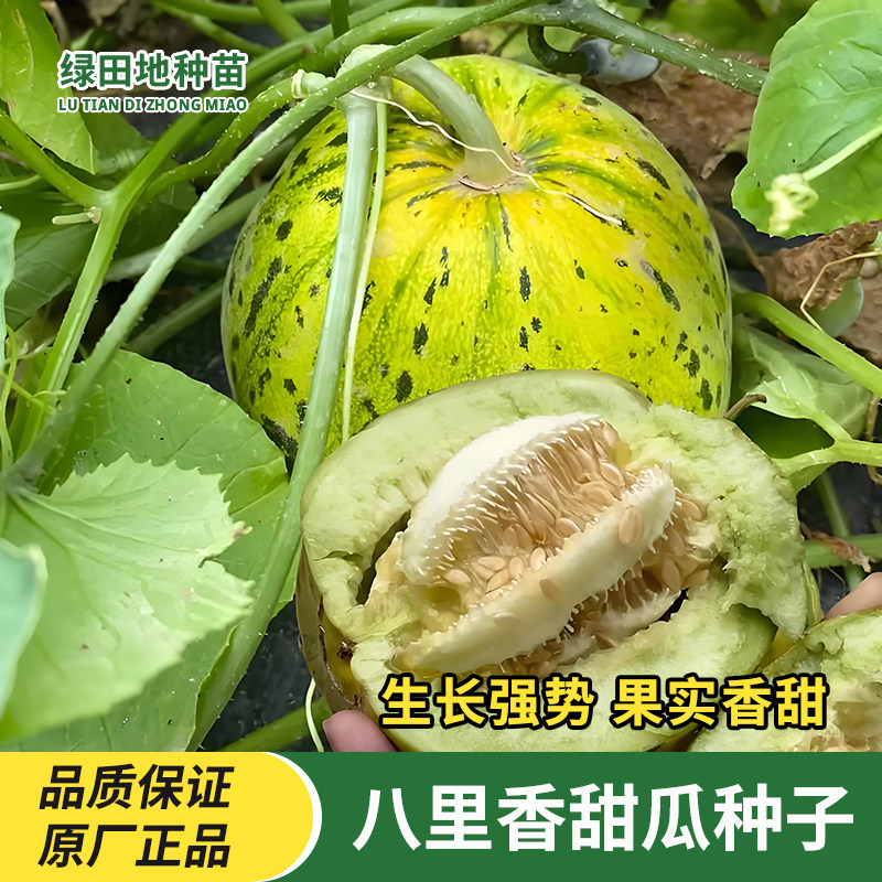 八里香甜瓜种子瓜果种子
