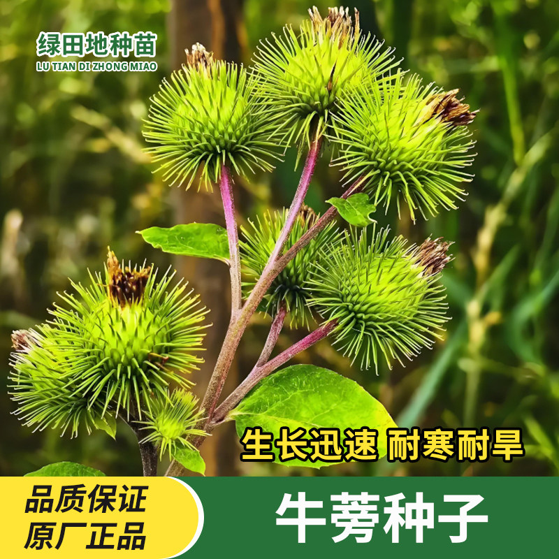 牛蒡种子药材种苗大力子东洋参东洋牛鞭菜牛蒡根四季家庭蔬菜种子