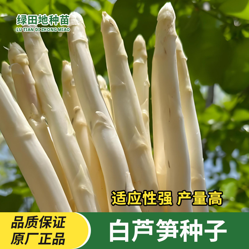 白芦笋种子四季蔬菜种籽