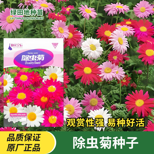驱虫除虫菊种子花卉种子