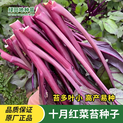 十月红菜苔种子早熟高产