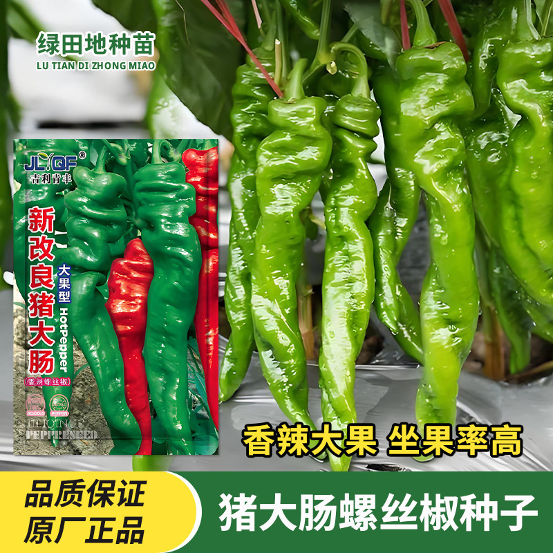 猪大肠螺丝椒辣椒种子