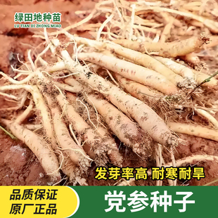 党参种子党参籽黄参种子药用植物田园种春秋四季盆栽易种药材种子