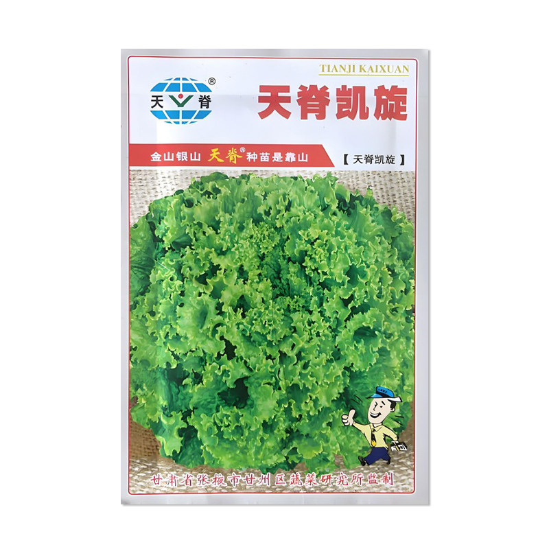 天脊凯旋生菜种子蔬菜种子