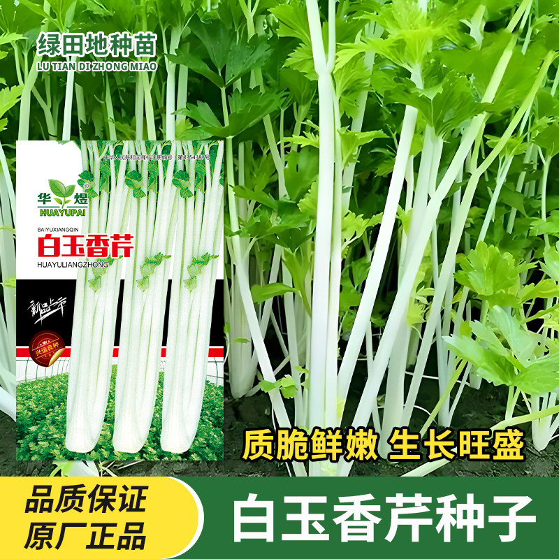 白玉香芹种子白芹菜种子