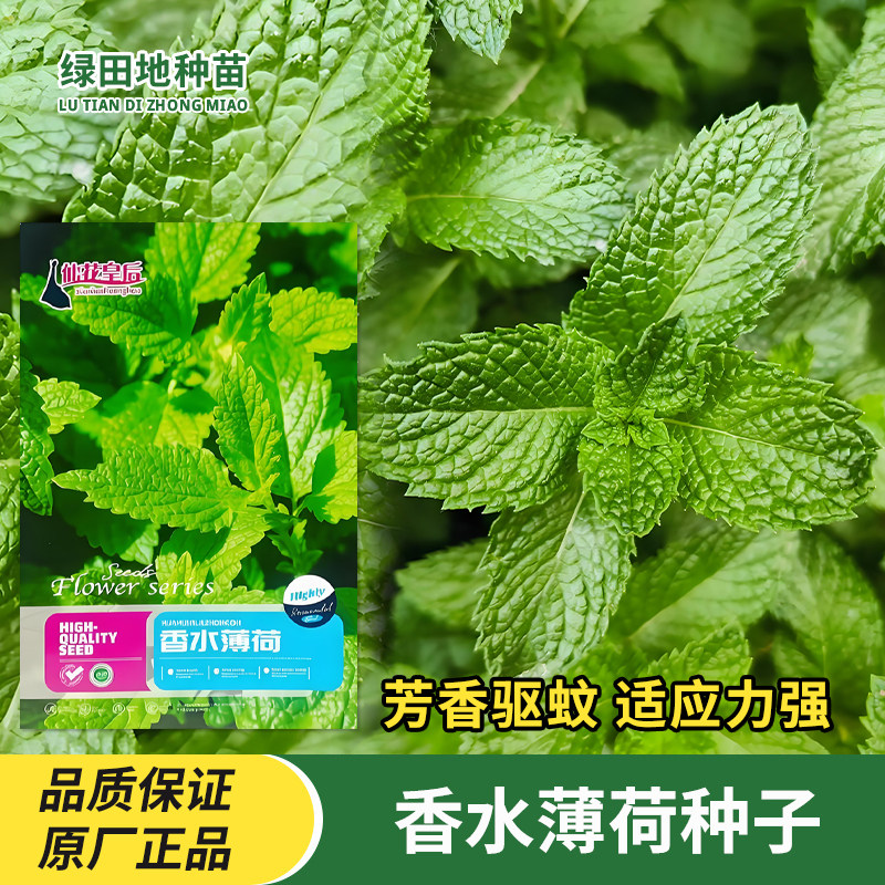 香水薄荷种子香草种籽