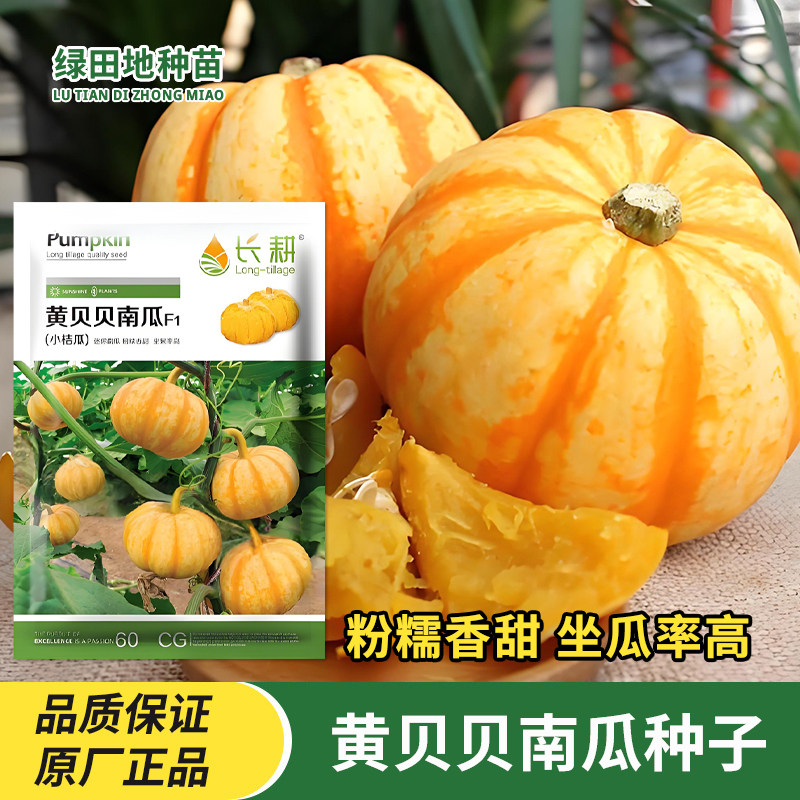 长耕黄贝贝南瓜种子瓜果