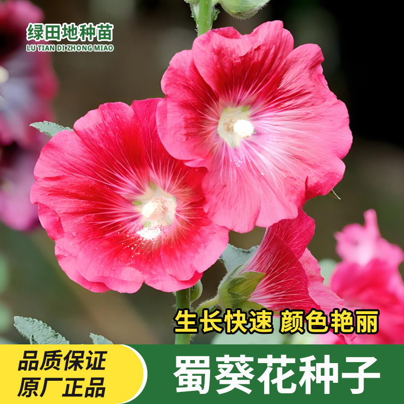 蜀葵花种子春秋季花卉种子