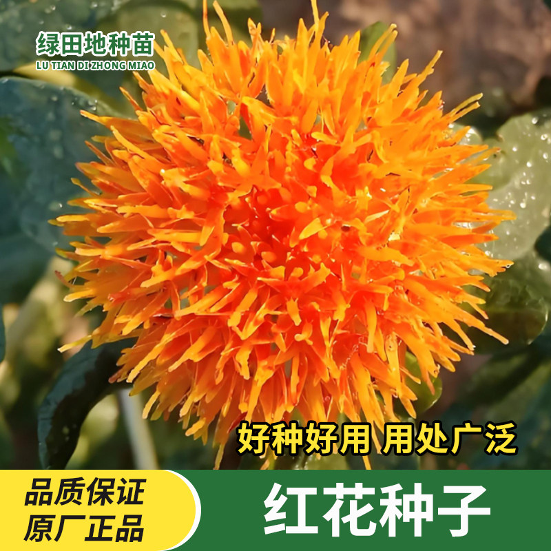 红花种子无刺红花种籽