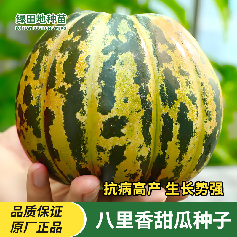 八里香甜瓜种子小院田园水果种子