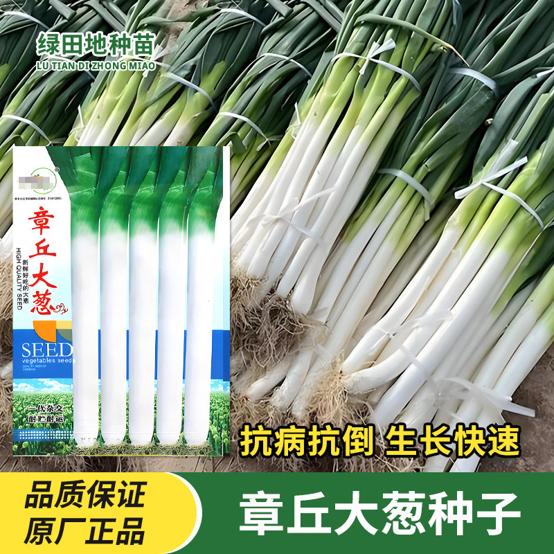 中研盛优章丘大葱种子