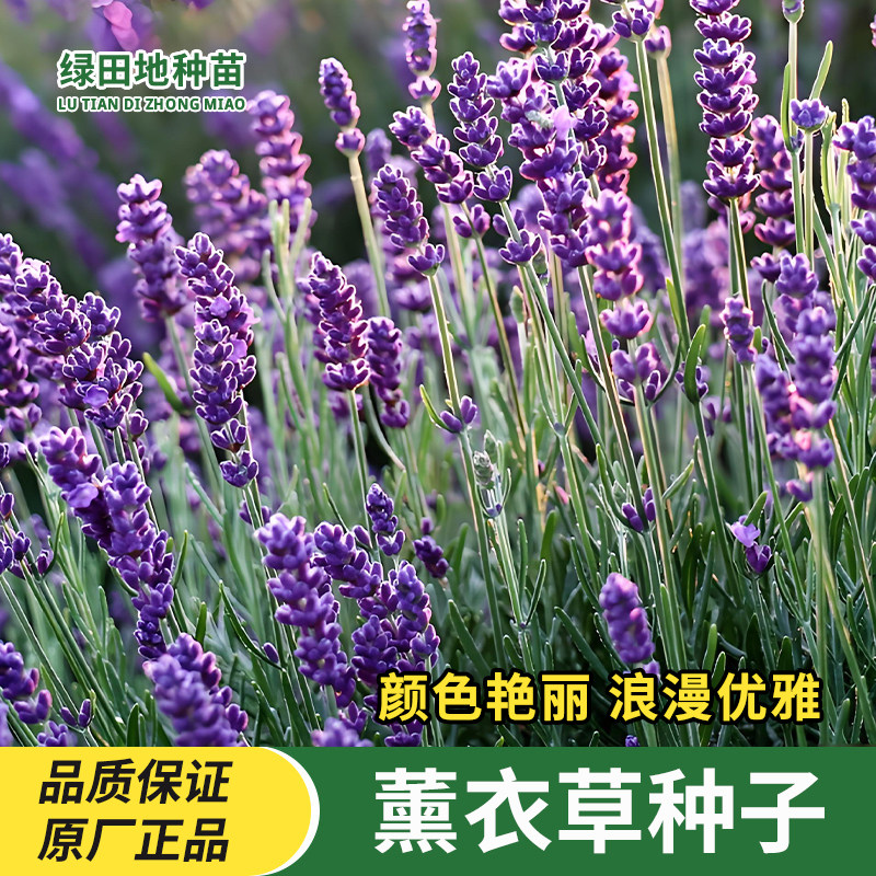 薰衣草种子多年生花卉种子