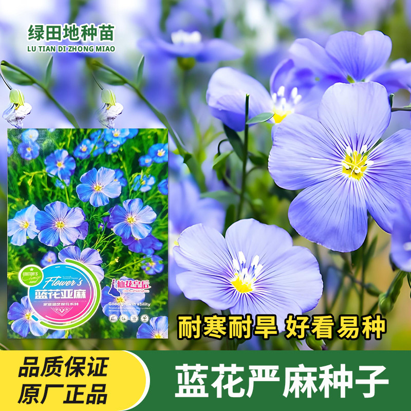 蓝花亚麻种子蓝紫花卉种子