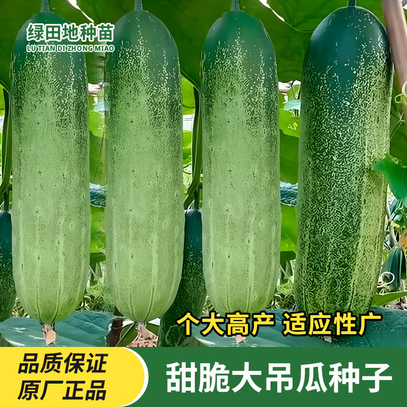 花青大吊瓜种子大黄瓜