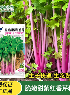 紫红香芹种子红芹菜种籽红色紫色盆栽阳台田园菜籽种四季蔬菜种孑