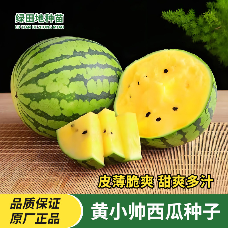 盆栽黄小帅西瓜种子黄心黄瓤