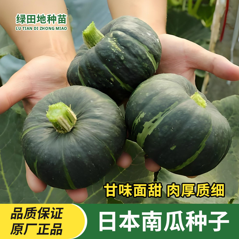 日本南瓜种子高产甜面香糯