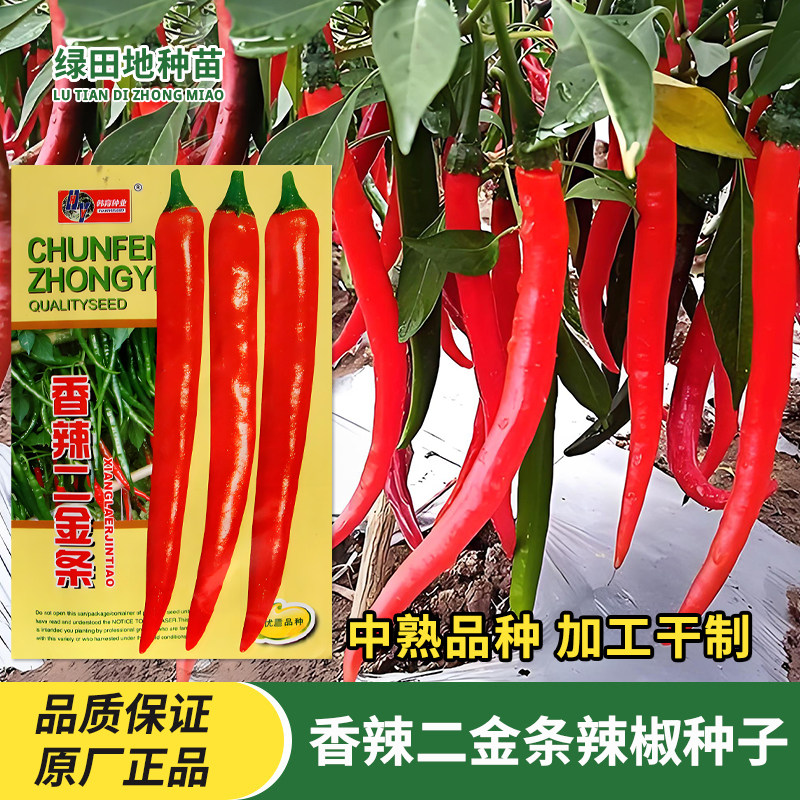 香辣二金条辣椒种子蔬菜种籽