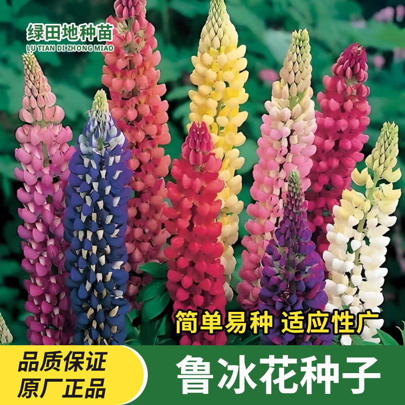 鲁冰花种子四季花卉种子