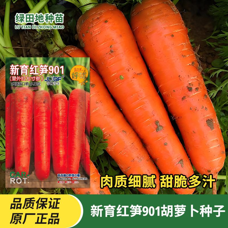 新育红笋901胡萝卜种子高产农家水果红萝卜种籽夏季秋季蔬菜种子