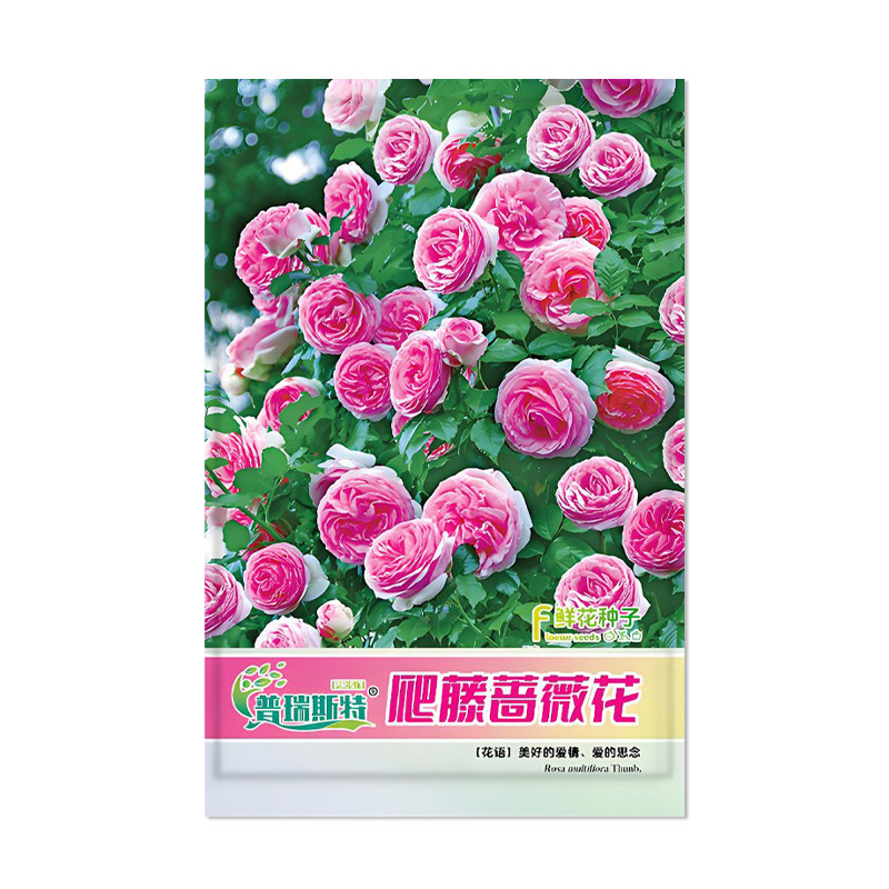 普瑞斯特爬藤蔷薇花种子