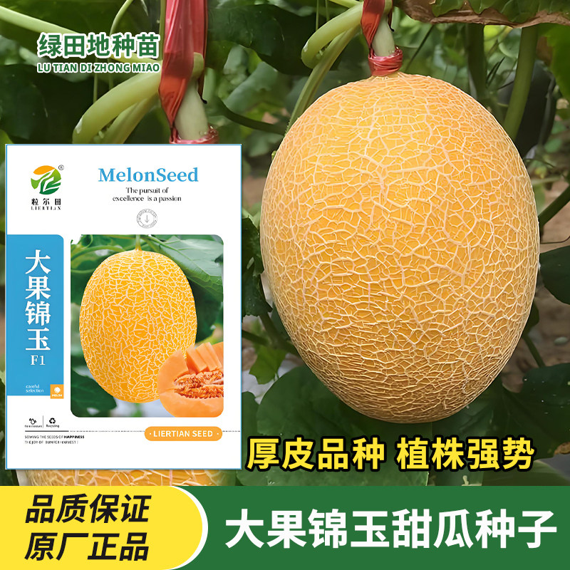 大果锦玉甜瓜种子网纹哈密瓜种子
