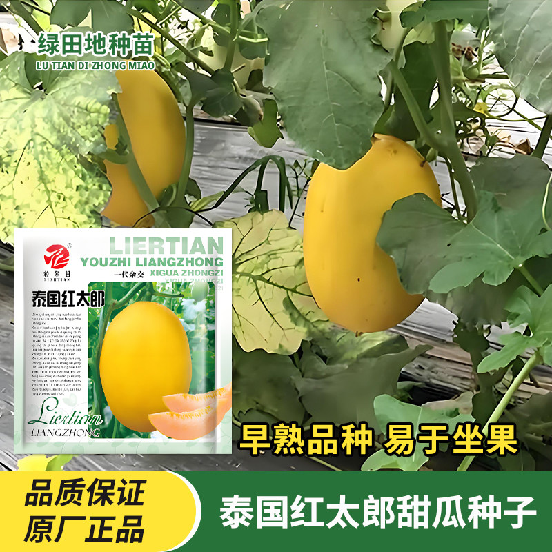 泰国红太郎甜瓜种子香瓜种籽