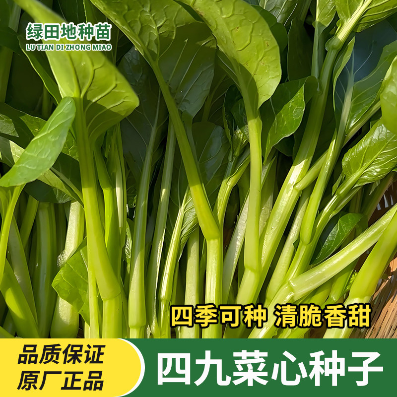 四九菜心种子高产菜苔白菜芯