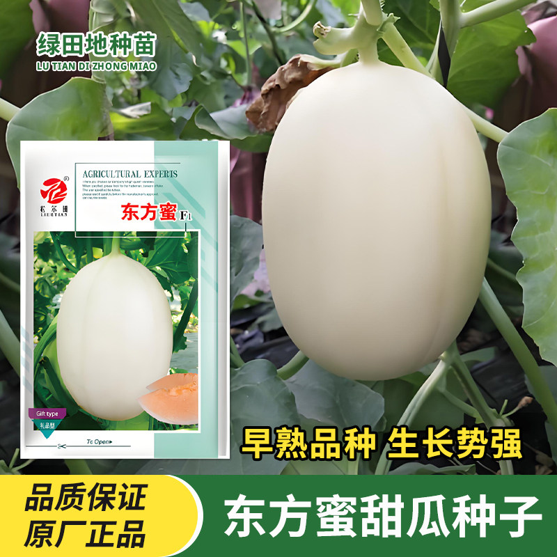 东方蜜甜瓜种子水果种子