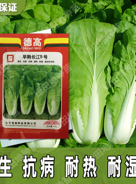 正品德高早熟长江5号白菜种子快菜苗菜青菜耐热耐湿耐寒四季播种