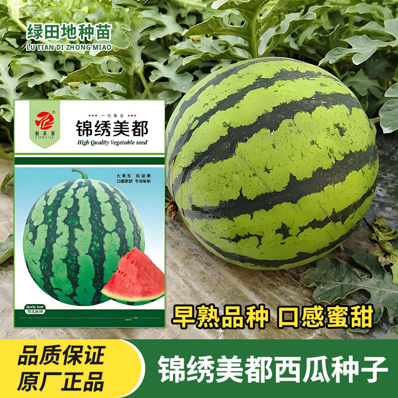 锦绣美都西瓜种子水果种子籽