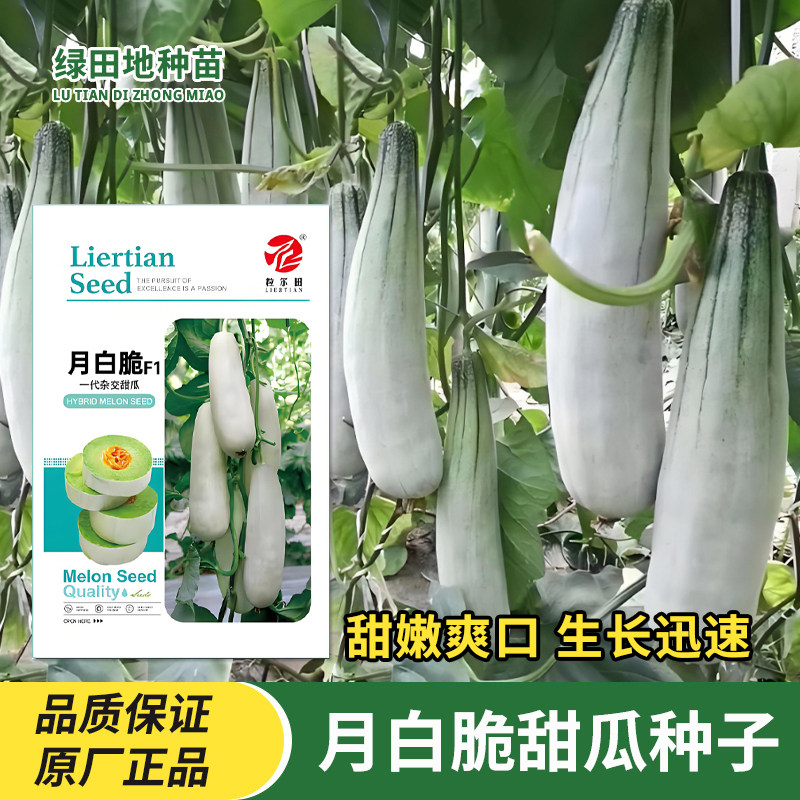 月白脆甜瓜种子羊角蜜甜瓜种子