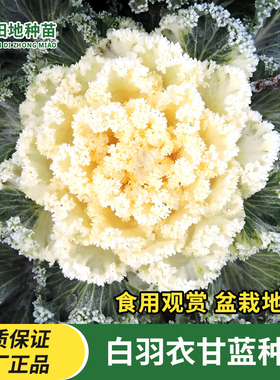 白羽衣甘蓝种子红羽衣甘蓝种子种苗紫色羽衣甘蓝粉羽白叶蔬菜种子