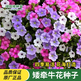 矮牵牛花种子阳台盆栽种植庭院花种籽四季播种易活花籽室内外种孑