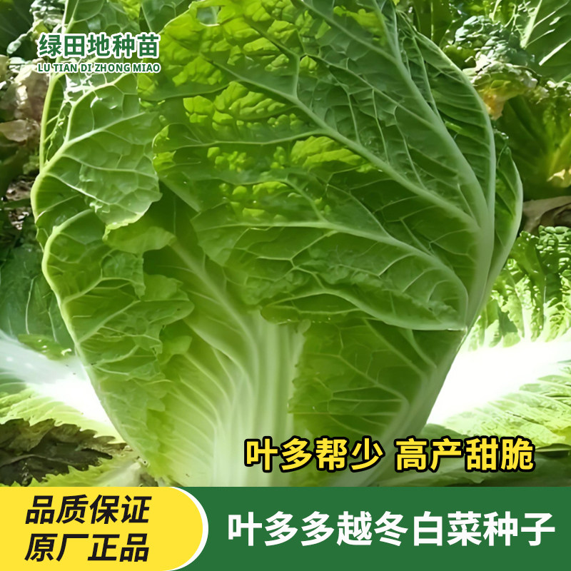 叶多多越冬甜白菜种子耐寒