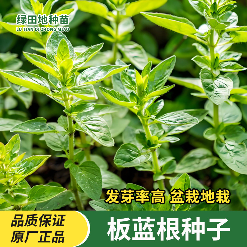 四季板蓝根种子蔬菜种子